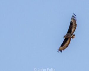 A bird flying in the sky with its wings spread.