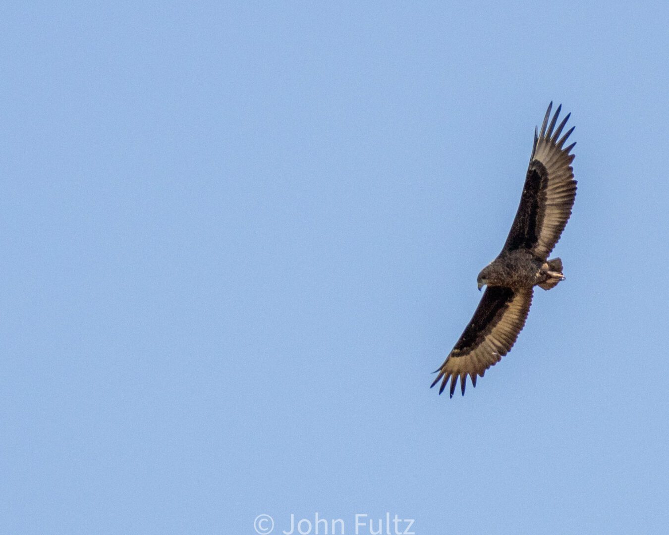 Bateleur Eagle – Kenya, Africa