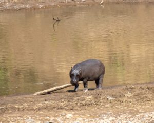 A hippo standing in the sand near water.