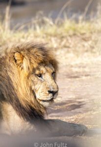 Male African Lion