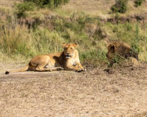 Two lions are sitting on the side of a road.