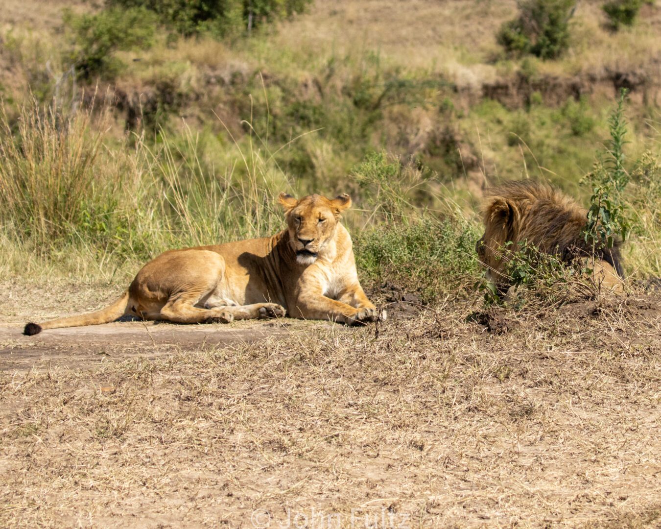 African Lions – Kenya, Africa