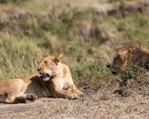 Two lions are laying down in the grass.