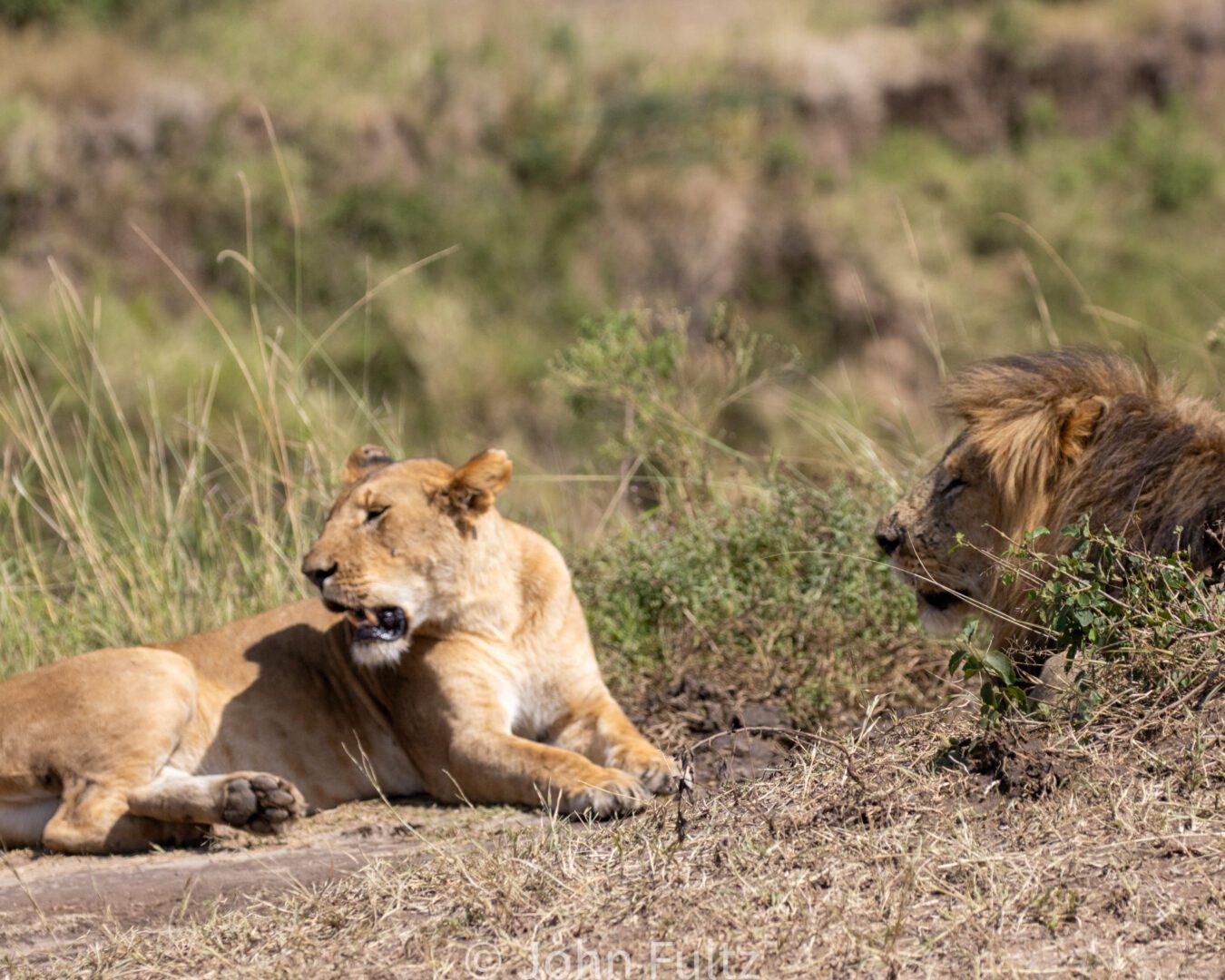 African Lions – Kenya, Africa