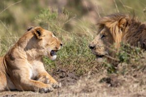 Two lions are sitting in the grass and one is roaring at another.