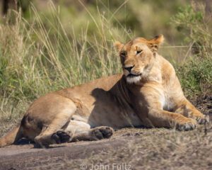 A lion laying on the ground in front of some tall grass.