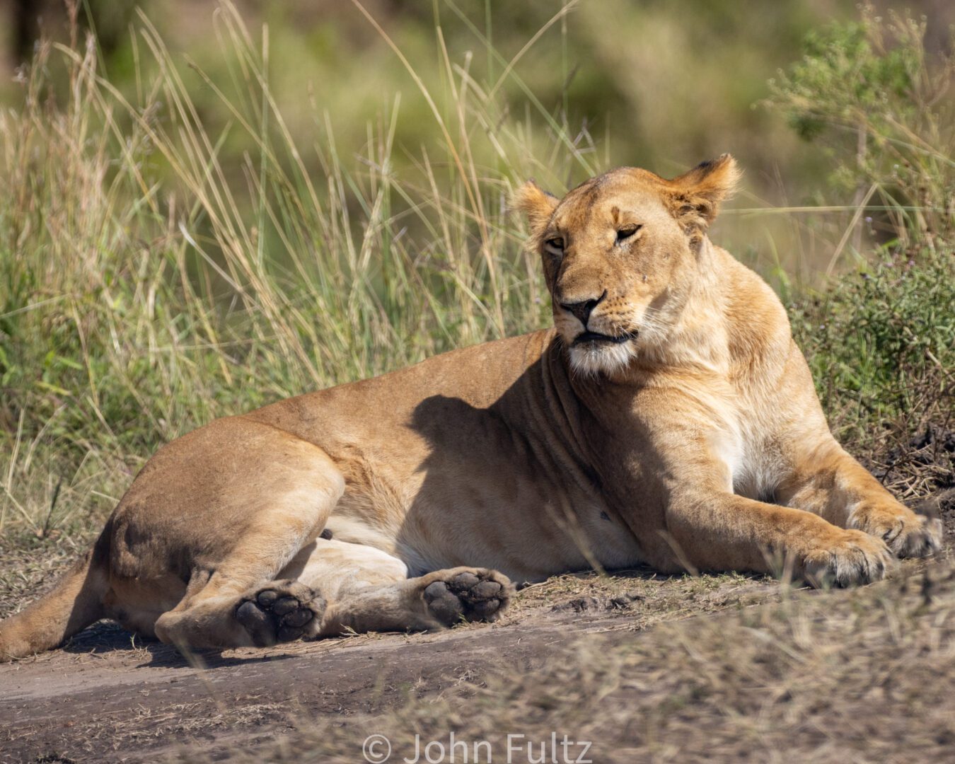 African Lioness – Kenya, Africa