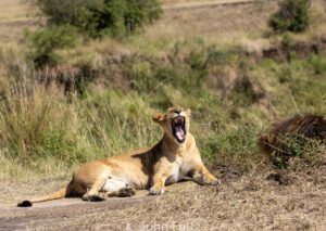 A lion laying on the ground with its mouth open.