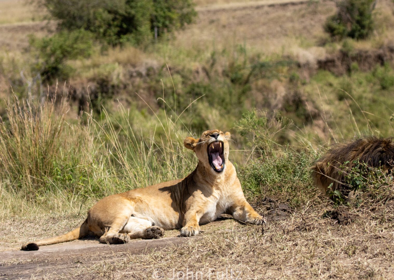 African Lioness – Kenya, Africa