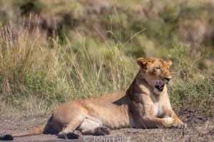 A lion laying on the ground in front of some grass