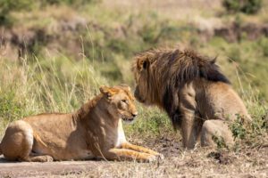 Two lions are sitting in the grass near a rock.