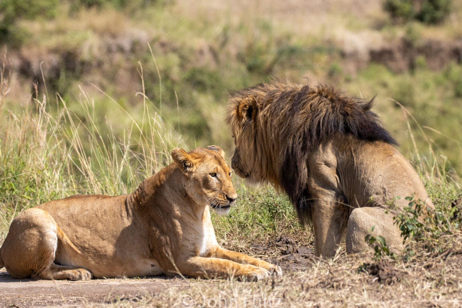 African Lions – Kenya, Africa