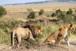 Two lions are in the wild on a sunny day.