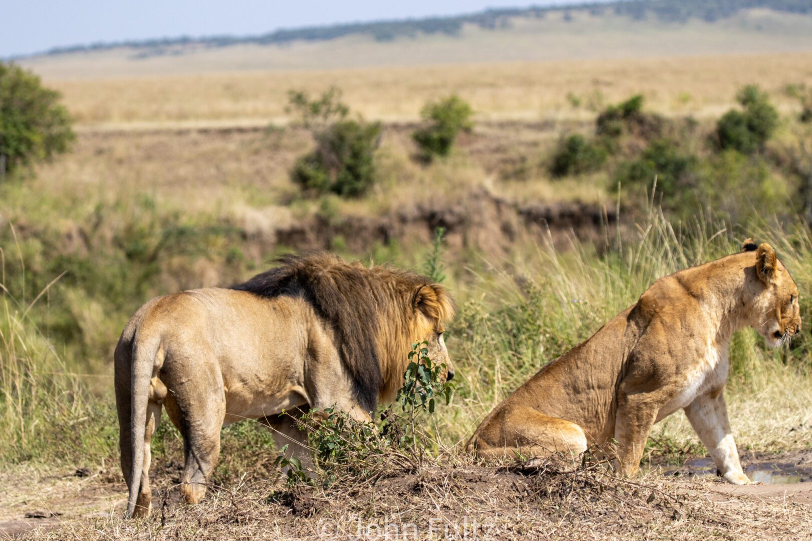 African Lions – Kenya, Africa