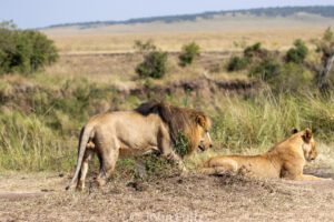 Two lions are walking in the grass near a field.