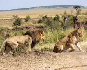 A group of lions walking across the road.