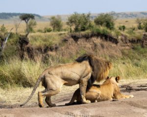 Two lions are laying down on the ground.