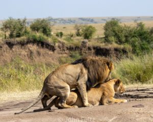 Two lions are playing in the dirt near a field.