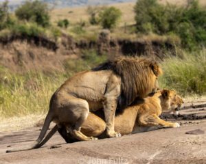 Two lions are mating on the road.