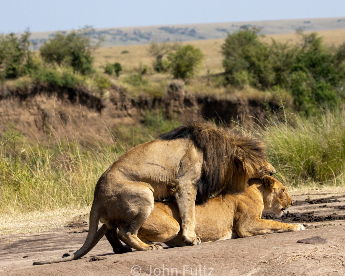 Two lions are mating on the road.