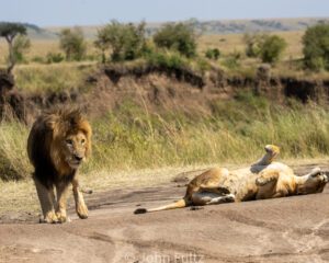 A lion and its cub laying down on the road