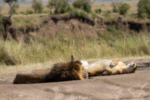 A lion laying on the ground in front of some bushes