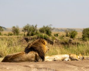 A lion laying on the ground next to a dead animal.