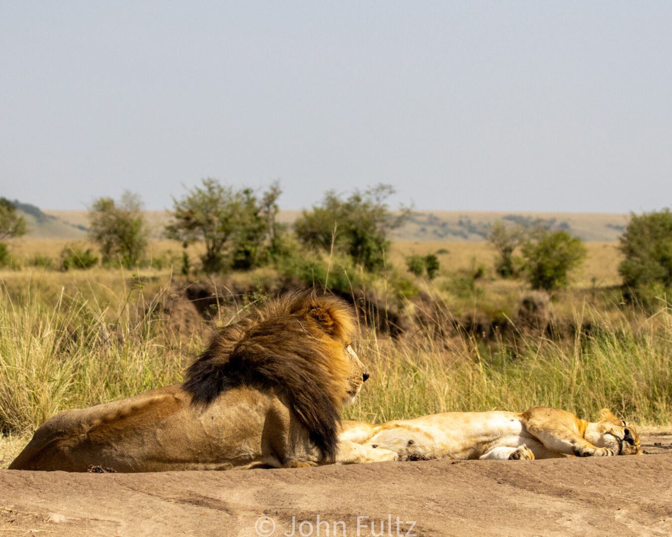 African Lions – Kenya, Africa