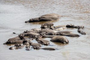 A herd of hippopotamus swimming in the water.