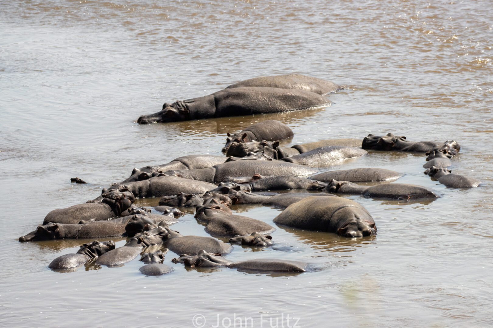 Hippopotamus  – Kenya, Africa