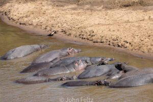 A group of hippos in the water at the edge of a lake.