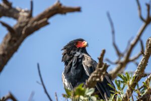 A bird sitting on top of a tree branch.