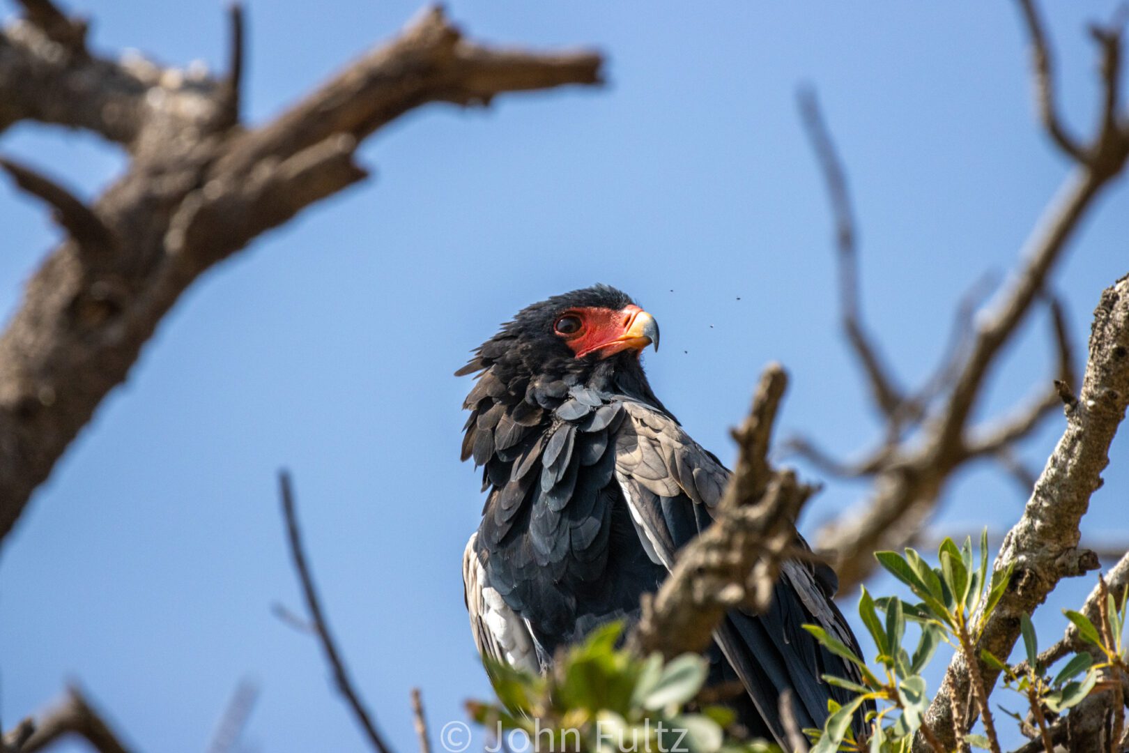 Bateleur Eagle – Kenya, Africa