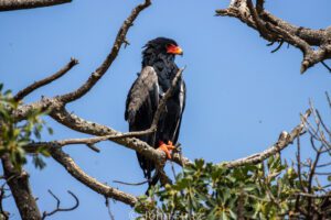 A black bird with red beak sitting on top of a tree.