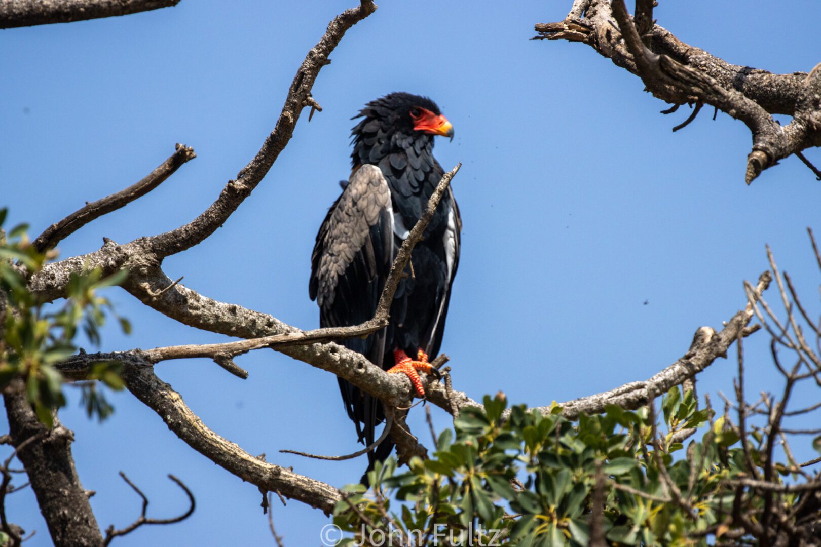 Bateleur Eagle – Kenya, Africa