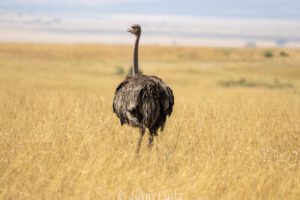 A bird standing in the middle of an open field.