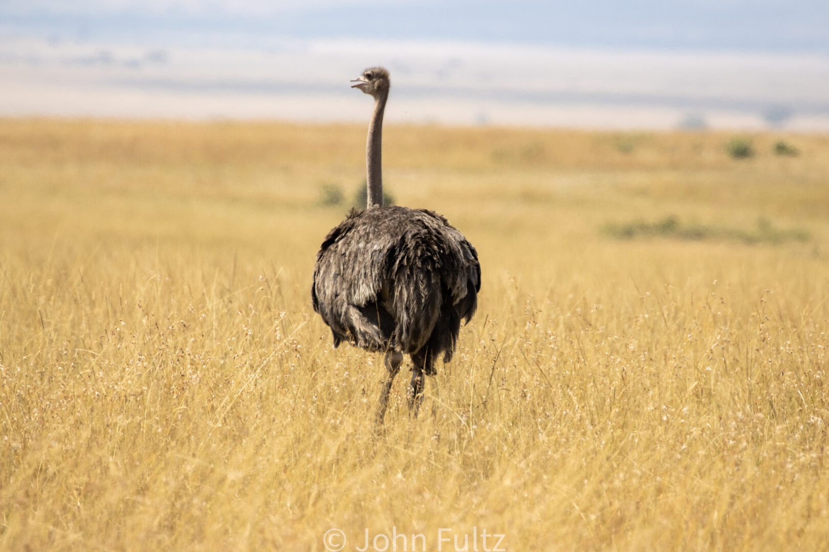 A bird standing in the middle of an open field.