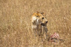 A lion standing in tall grass with its head on the ground.