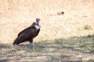 A turkey vulture standing in the grass.