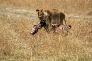 A lion is eating from the ground while another animal is laying down.