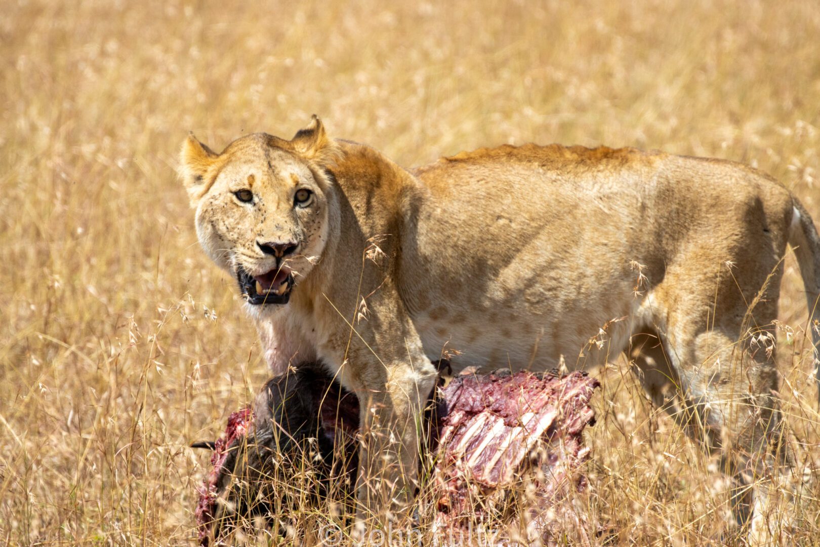 A lion standing in the grass with its mouth open.