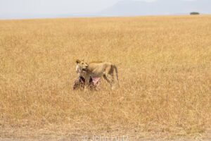 A lion walking across the grass in the wild.