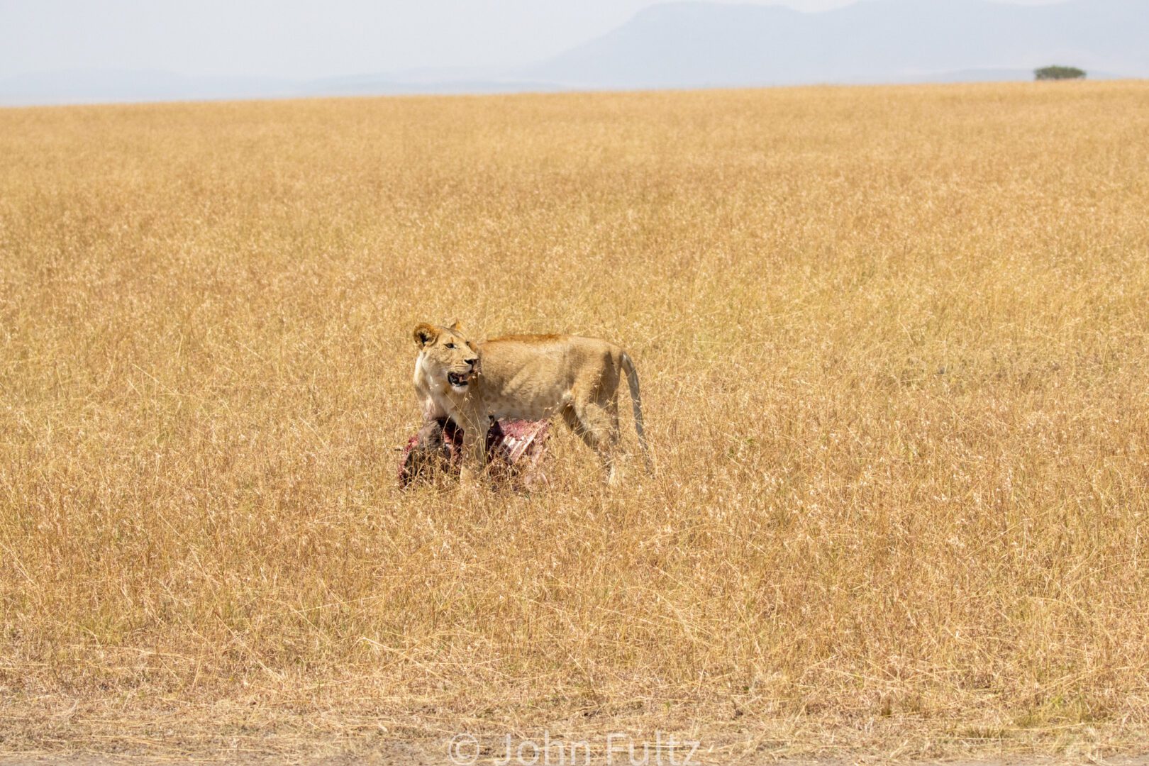 African Lioness – Kenya, Africa