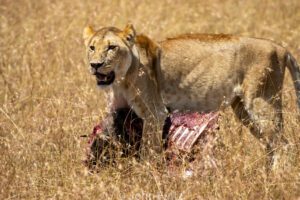 A lion standing in the grass with its head on a piece of meat.