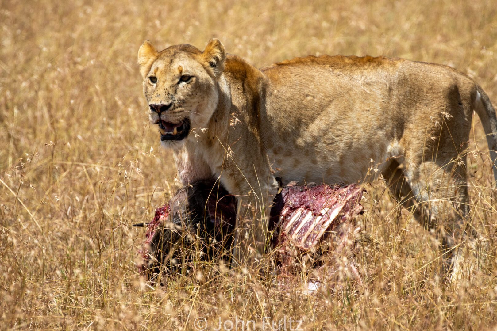 Africa Lioness – Kenya, Africa