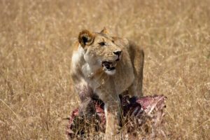 A lion standing on top of a dead animal.