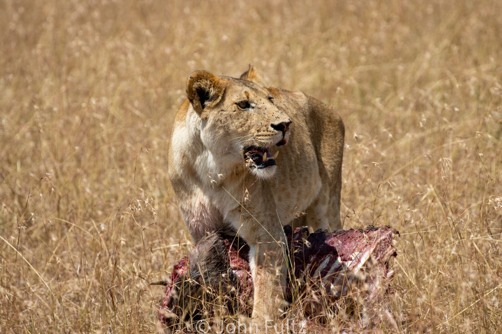 African Lioness – Kenya, Africa