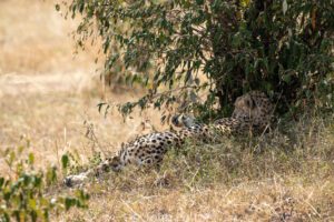 A leopard laying in the grass next to a tree.