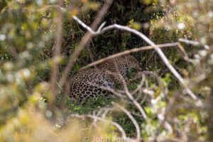 A leopard is sitting in the brush looking around.