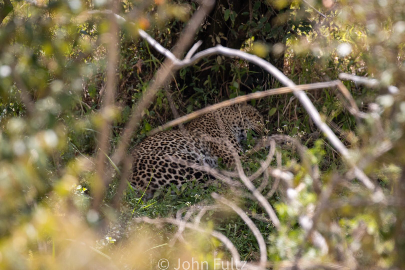 African Leopard – Kenya, Africa